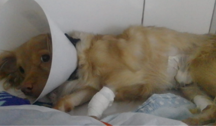 A Luna precisa de ajuda ainda🐶