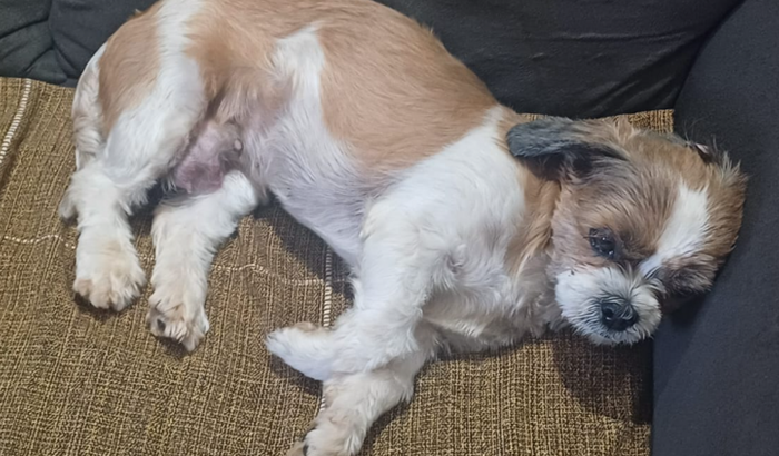 Cirurgia da Retirada de Tumor da Cachorrinha Amora