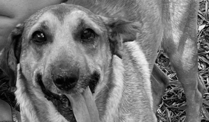 Custos de emergência do Julio