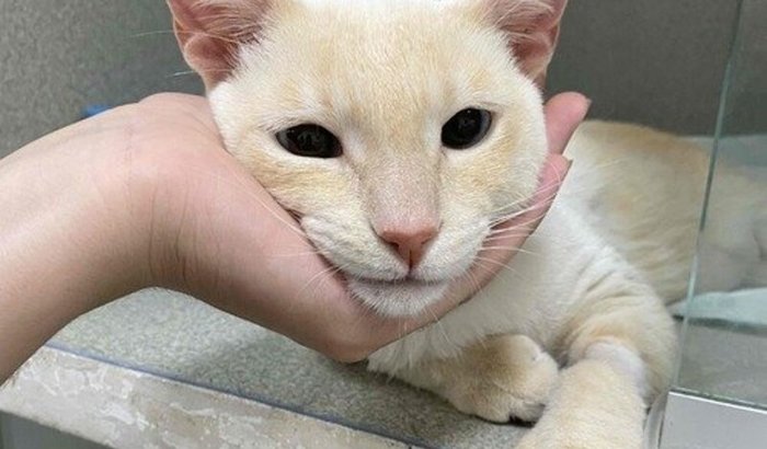 Ajude o Snow a se curar da PIF!