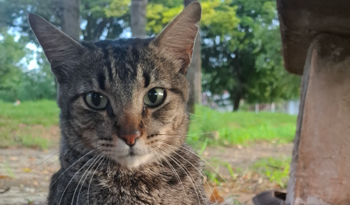 Ajude o Oliver a operar o calcanhar