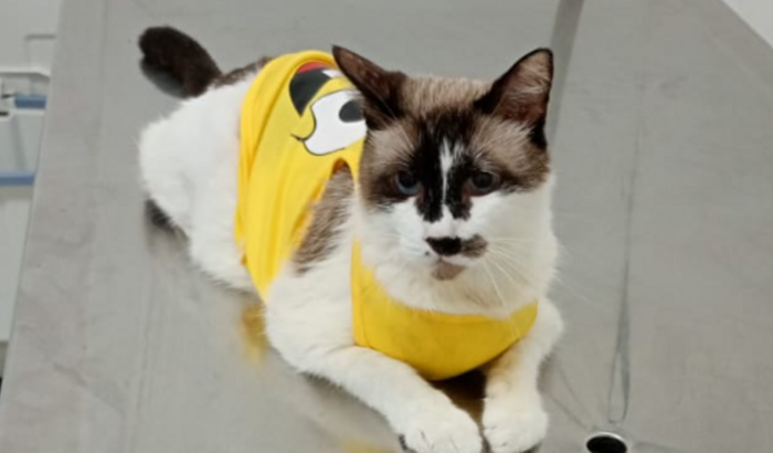 Tratamento do Max gatinho diabetico