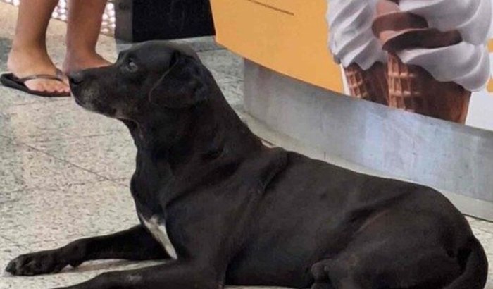 Ajuda no tratamento do Negão do Pátio Alcântara