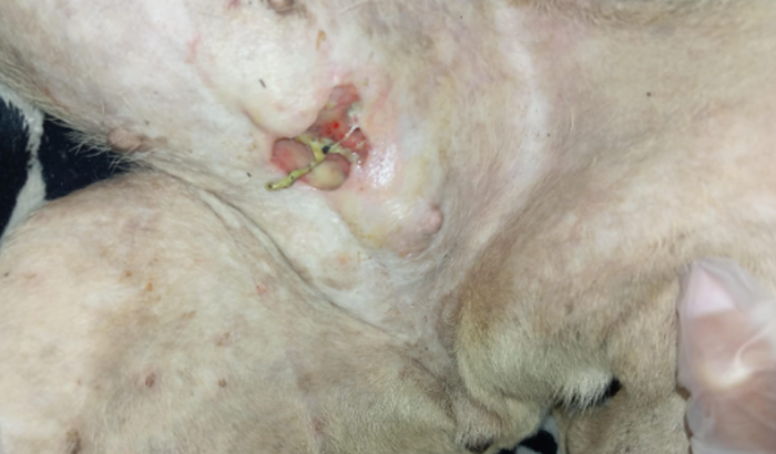 Ajude nossa Shakira na luta contra o câncer.