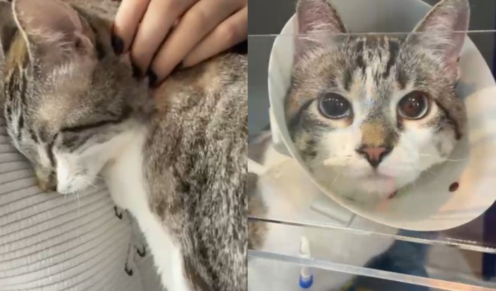 Ajude a Gatinha nessa batalha 