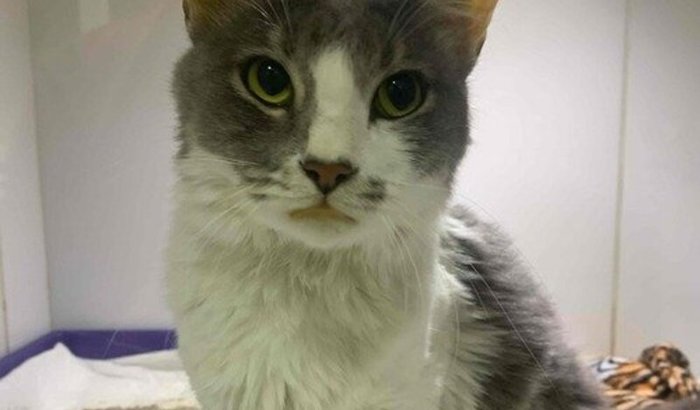 Vamos ajudar o apolo