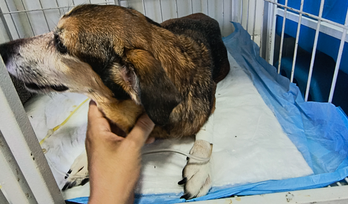 Meg está grave e precisando de ajuda 