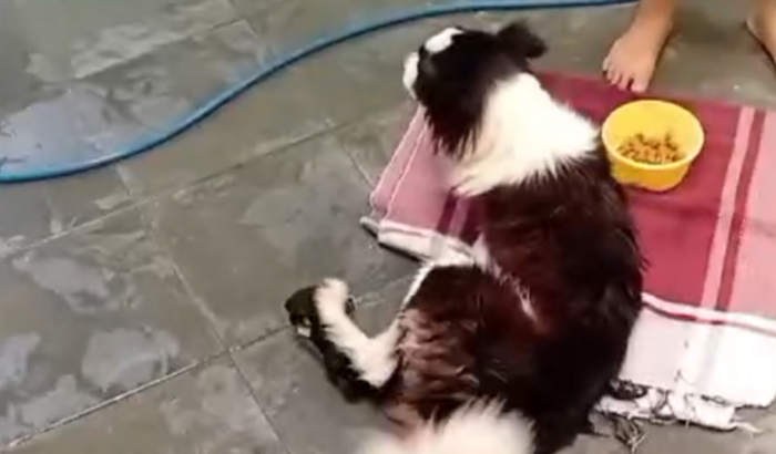 Ajuda para tratamento do cão agredido 