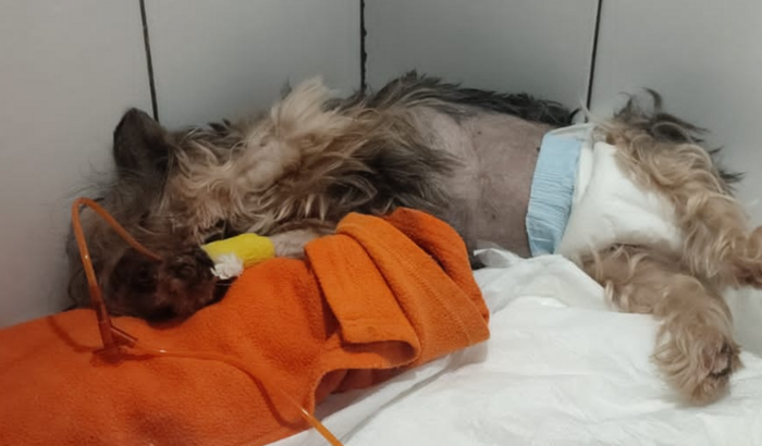 Diálise Peritoneal Malu