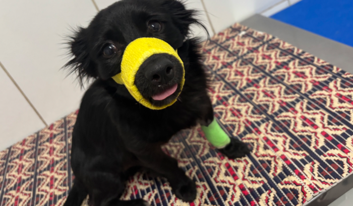 SOS Ajude o Snape a se recuperar 🐶 após atropelamento!