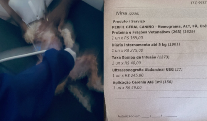 Internação da poodle nina