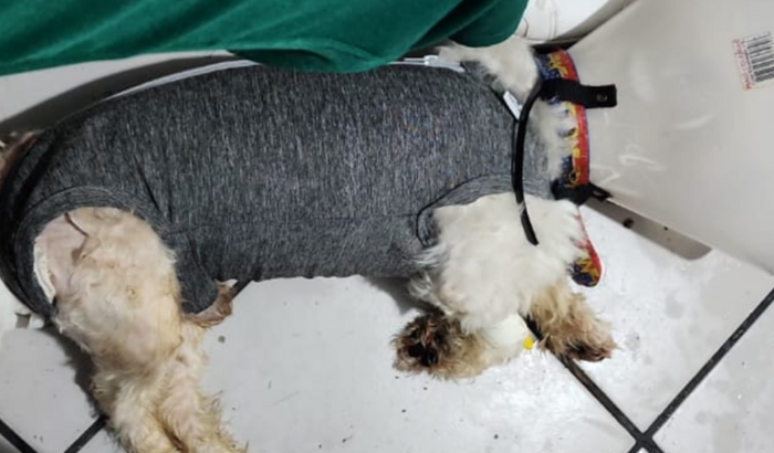 Vamos ajudar o Flashinho