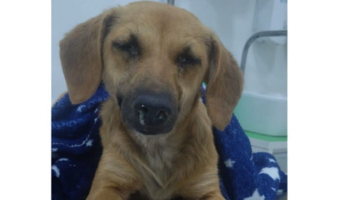 Tratamento de Cinomose