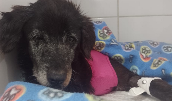 Ração sênior vovó Mila 