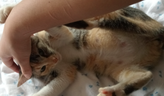 Ajudem a Rubi (Fotos gráficas.)