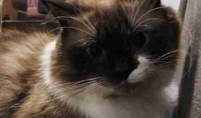 Ajuda para o tratamento do Buda