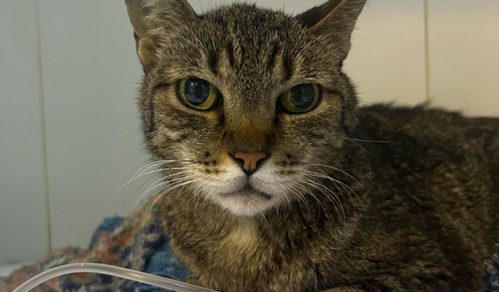 Apoio! Tratamento da Buffy (Gatinha Resgatada)