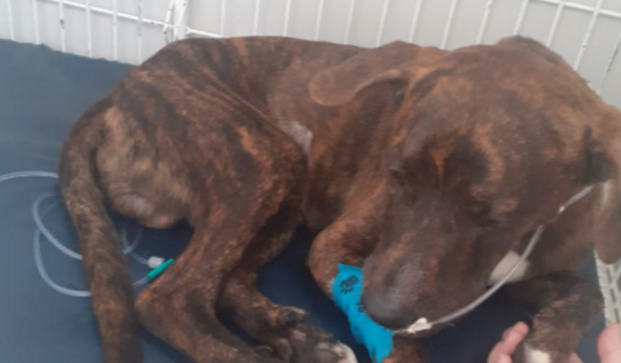 Ragnarok contra Parvovirus