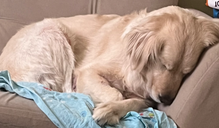 Ajuda a Nayla viver mais um pouco?