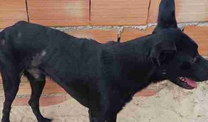 Ajude a curar Sambiquira da Cinomose.