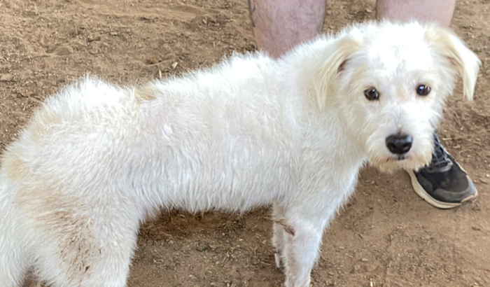 Vacinação para o Bolt 🐶