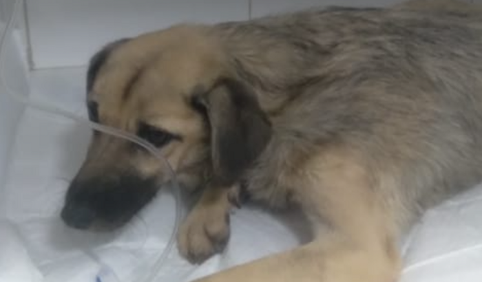 Campanha para o tratamento do Woody