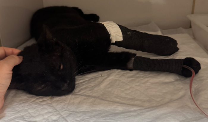 Ajuda na cirurgia do gato de rua.