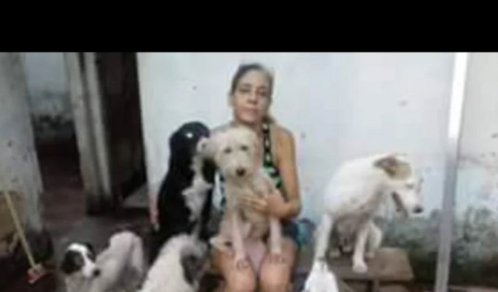 Ajuda para o transporte de 51 cães para o novo abrigo