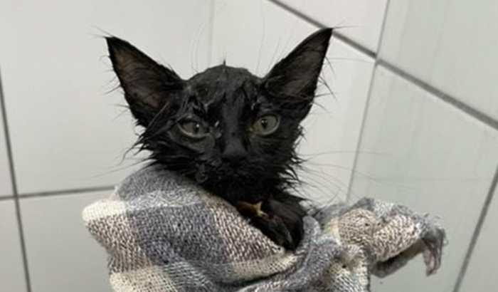 Ajude a salvar a Chaya