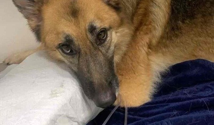 Pedido de ajuda para a Kiara