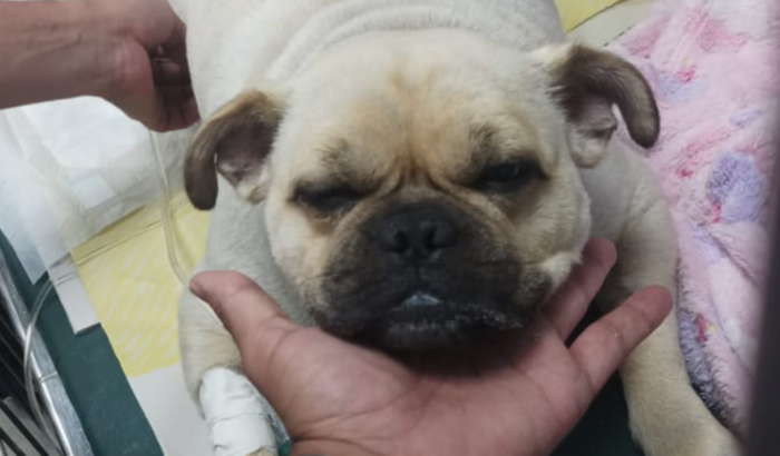 VAMOS AJUDA O PAÇOCA