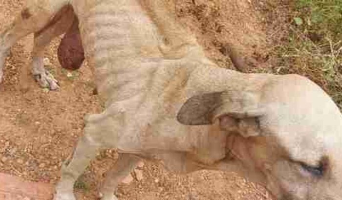 Ajuda na cirurgia da Tina