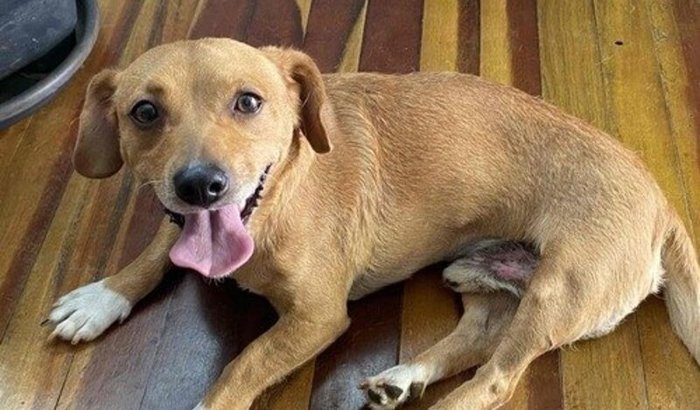 Ajude o Caramel voltar a andar 