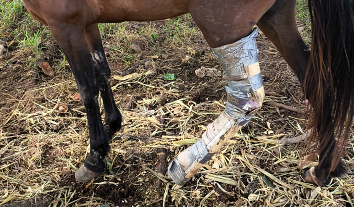 Cirurgia para a Égua se chama Shakira