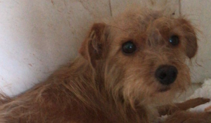 Vamos ajudar a Pulga?