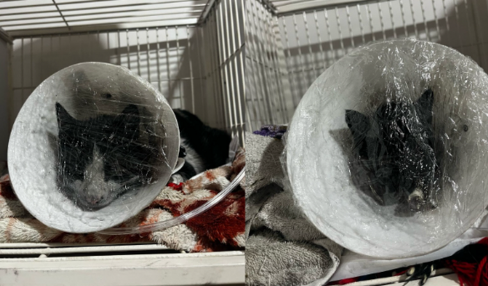 Ajude Zoey e Bartolomeu