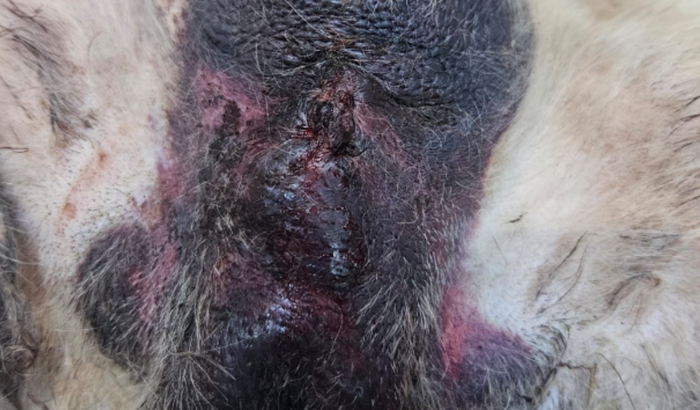 Ajude o Inácio 🐶