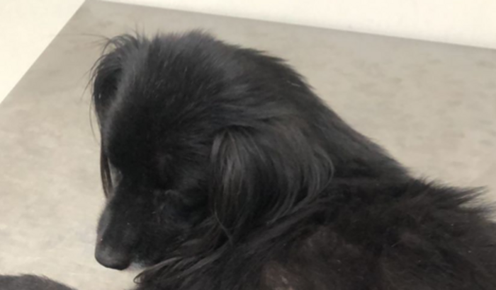 Internações e Tratamento da Vitória