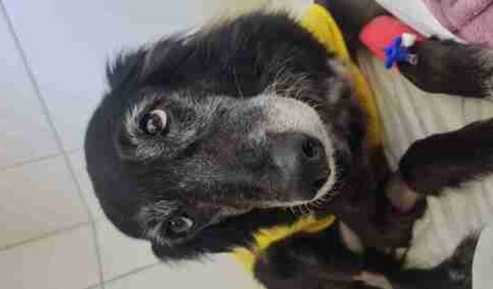 Tratamento da Zarinha