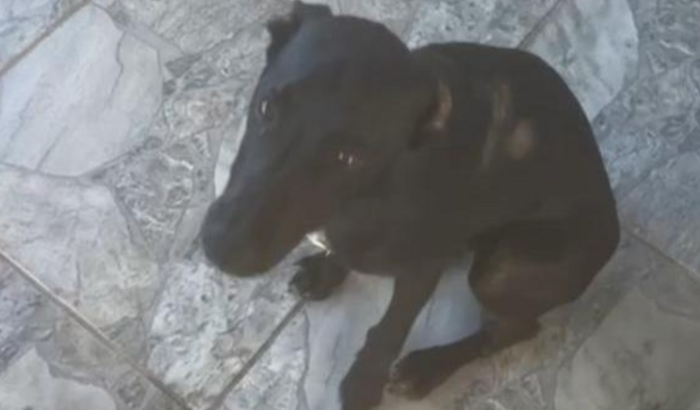 Ajuda para cirurgia e remédios!