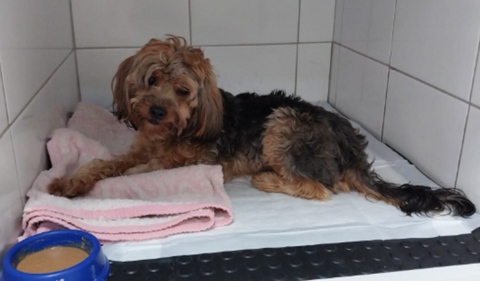 Ajude o Chase a voltar a correr e brincar