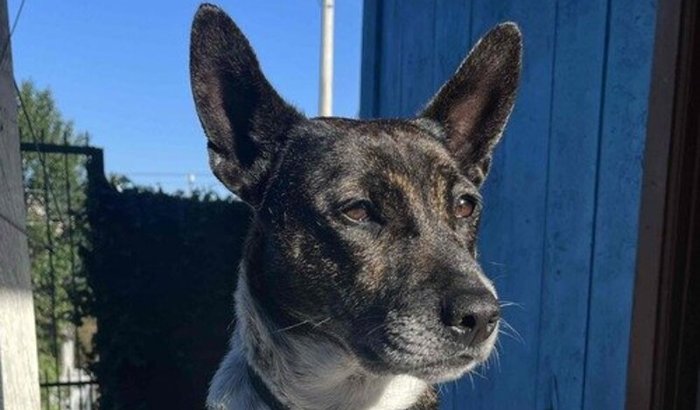 AJUDE A LESKI A VENCER ESSA BATALHA!