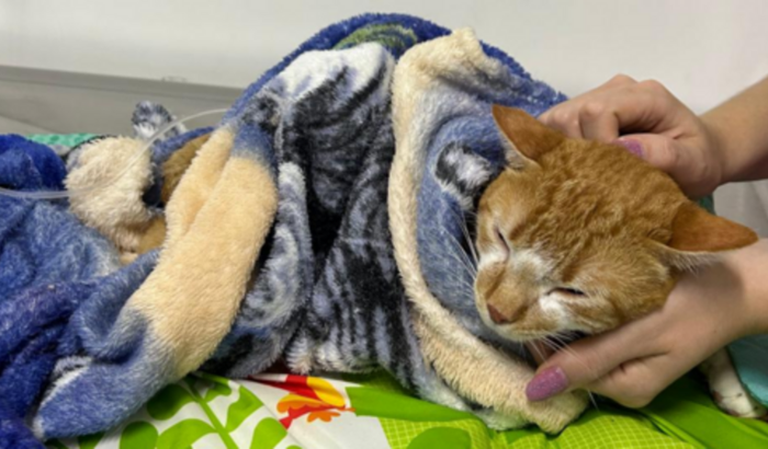 Ajude o Bento com as custas da cirurgia e exames