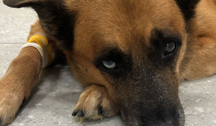 Meu filho Lobo lutando contra uma anemia hemolítica 