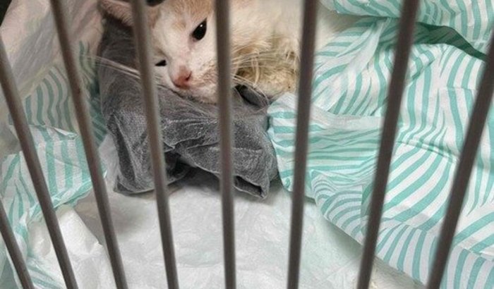 Por favor, não soltem a patinha do Sully. 🤎