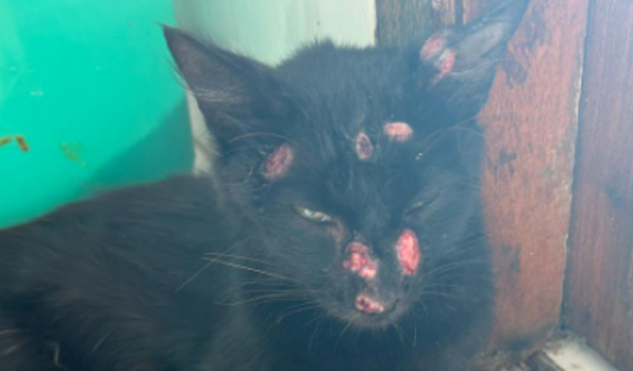 Ajude a salvar a gatinha resgatada