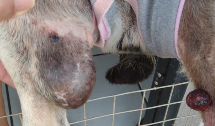 Cirurgia da cachorrinha Pereba