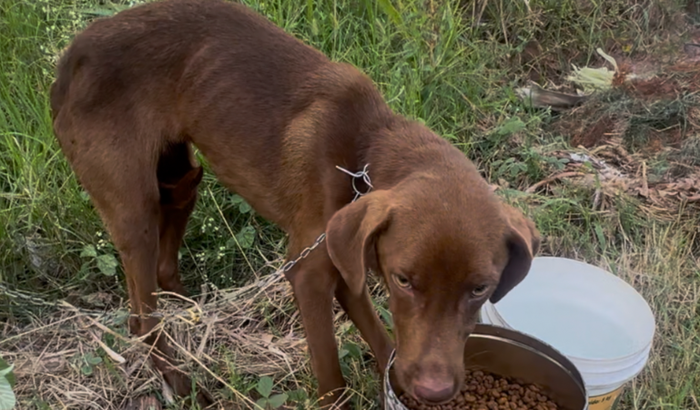 Cirurgia chocolate o cachorro abandonado amarrado no mato 