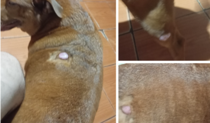 Ajuda para cirurgia da akira