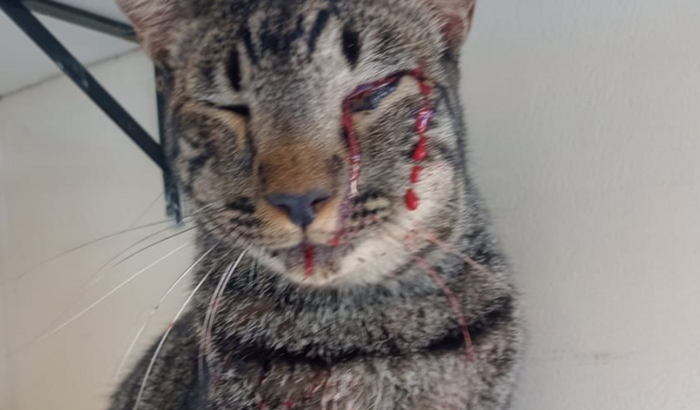 cirurgia do meu gatinho 